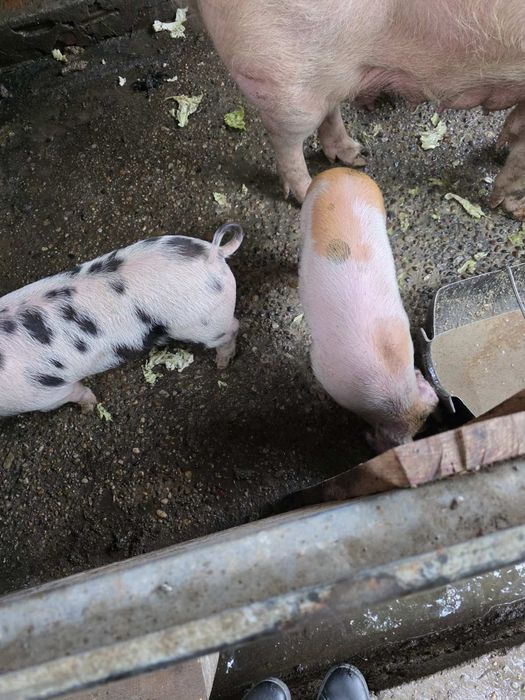 Малки прасета за продан