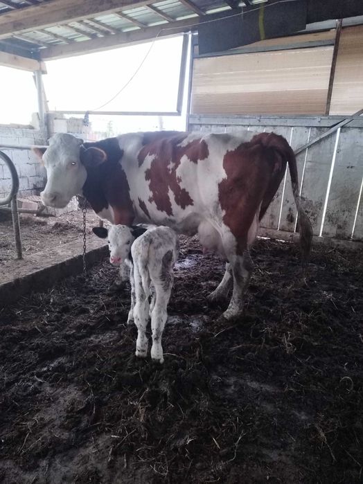 Vaca buna cu vitea