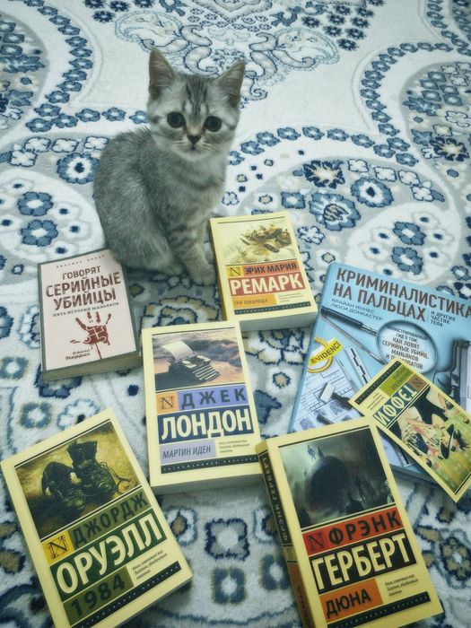 Котенок 4 месяца