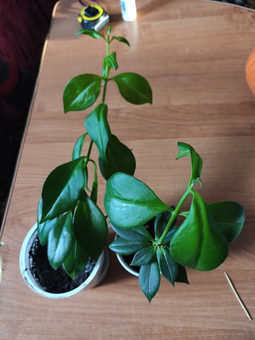 Комнатные цветы , продам отростки