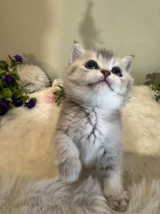 Продается британский чистокровный.