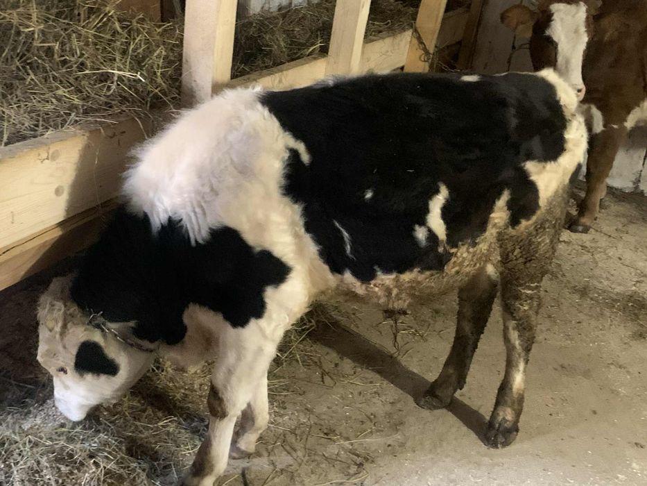 Vând tauras bălțat  de 5 luni jumate jumate