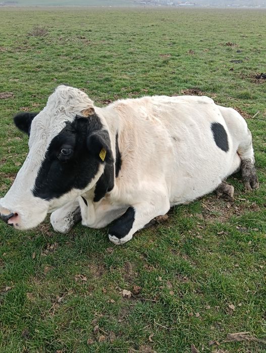 Vând 20 de vaci mulgătoare
