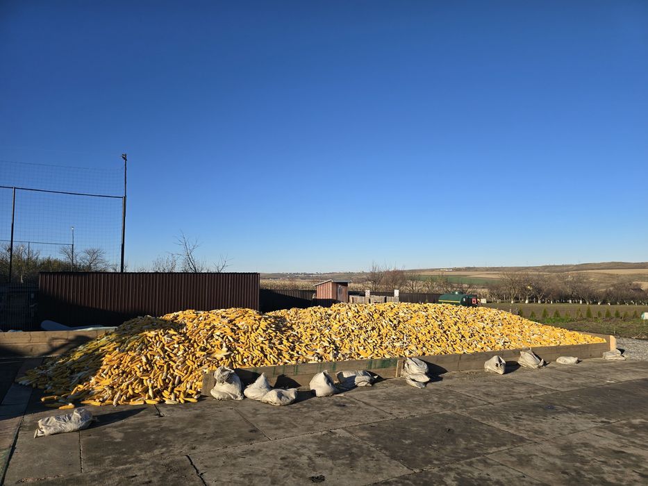 Vând porumb știuleți .