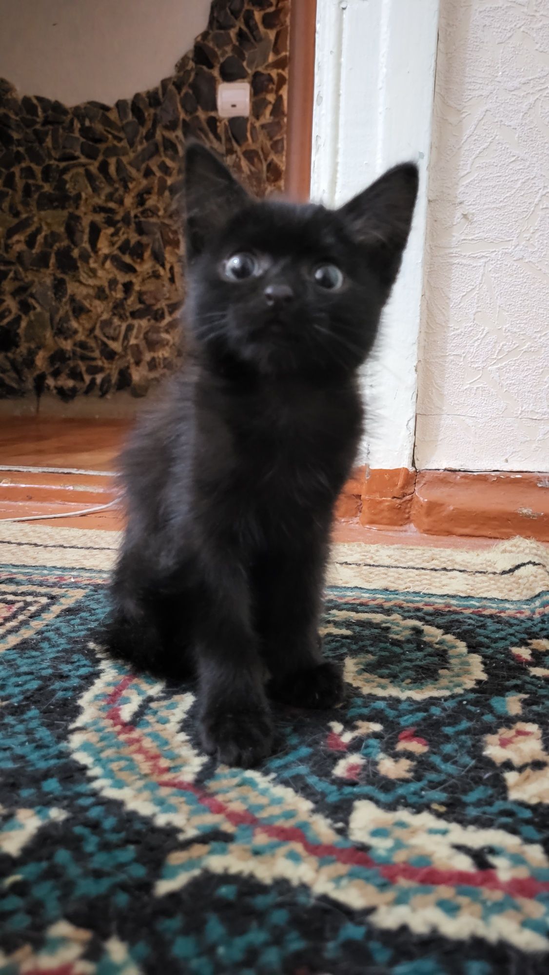 Отдам котенка девочка