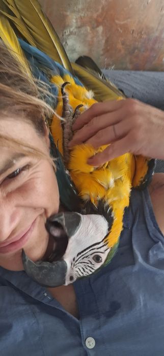 Продавам двойка Ара (мъжки и женски)