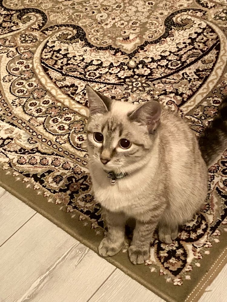 Отдам котенка(кошка)