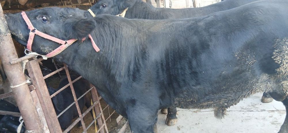 Ангус букалар сотилади 2та соглом, буйи 140см дан каммас. Иккаласига 8