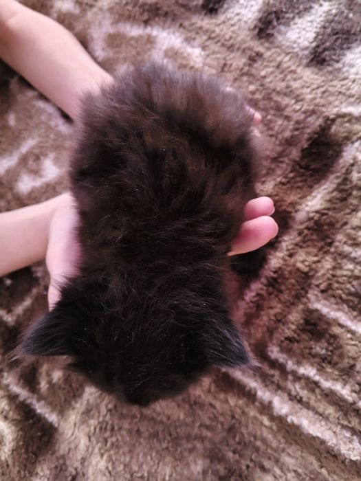 Отдам даром котят,папа сибиряк мама домохозяйка