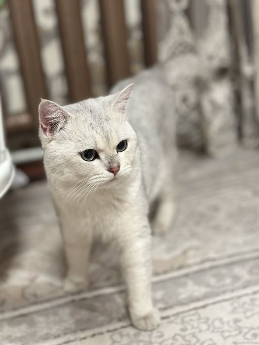 Вязка Опытный кот