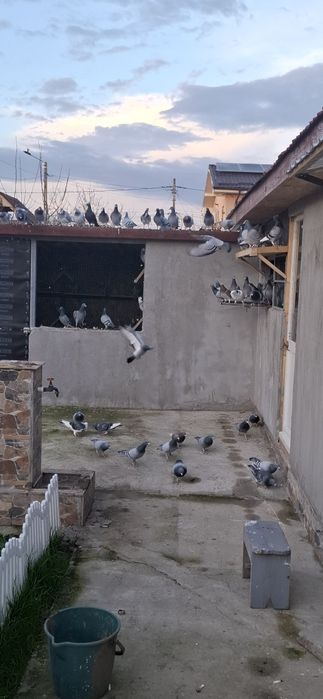 Porumbei voiajori cu rezultate