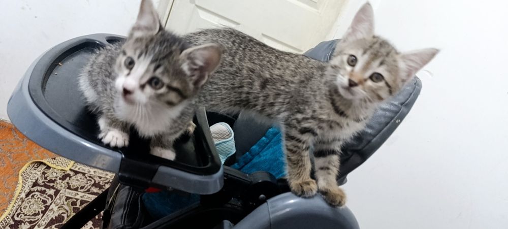 Котята мальчики чистые