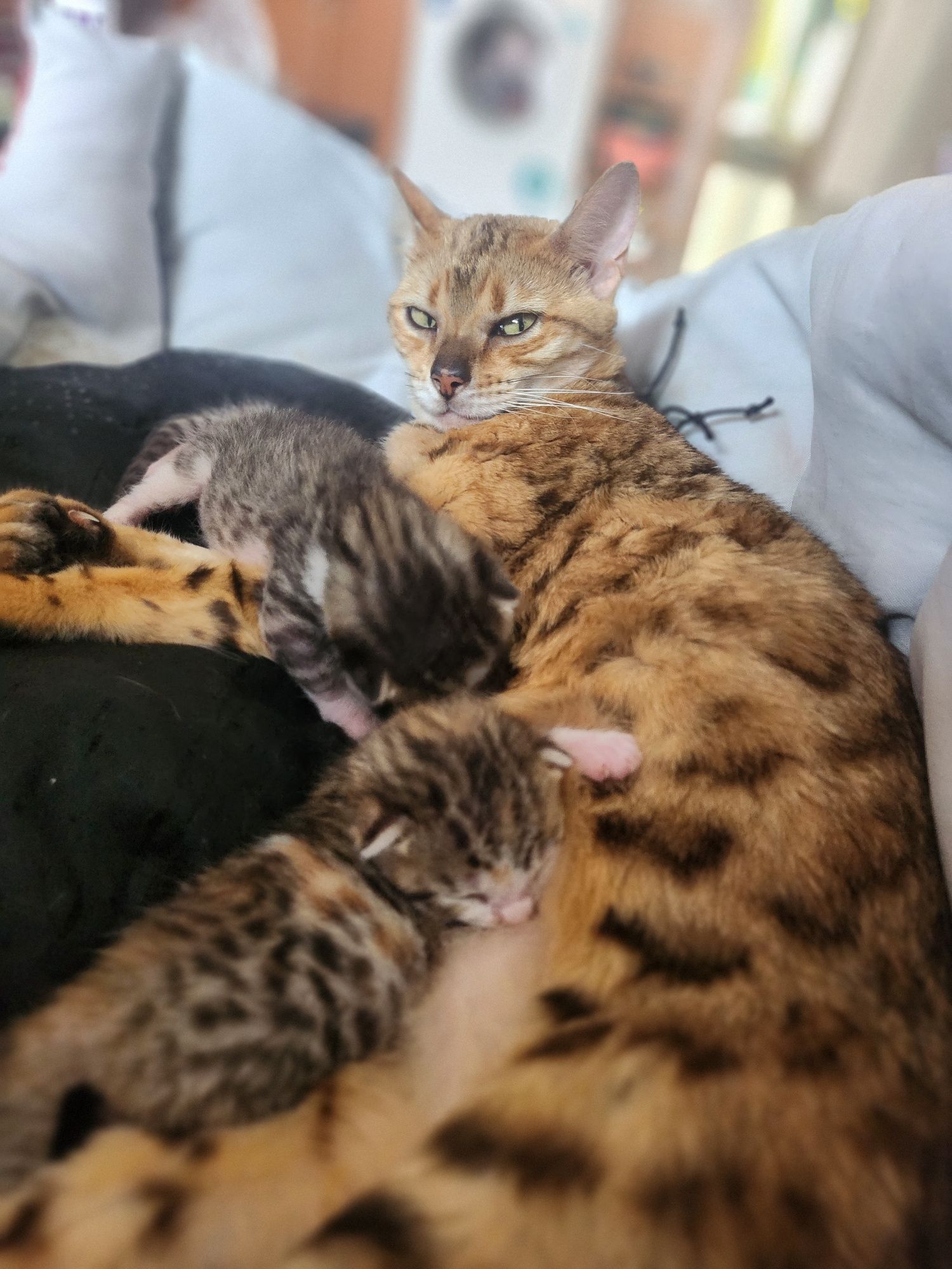 Бенгалски котета