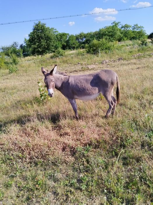Măgărița gestanta