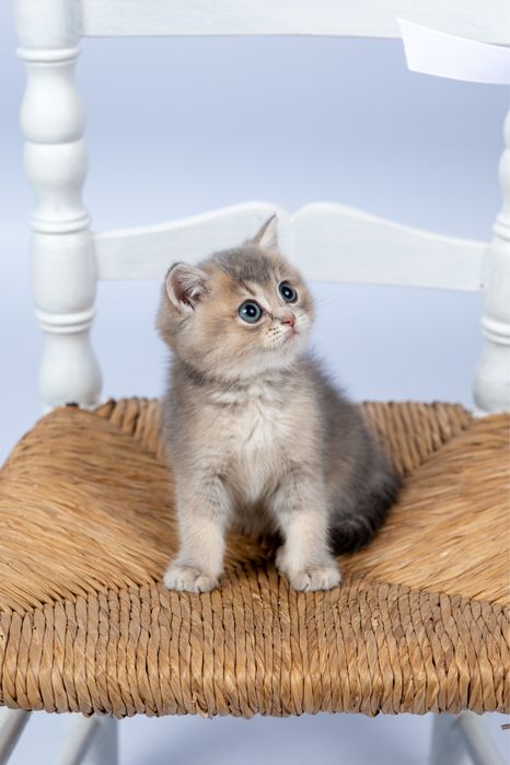 British shorthair rasa pura
