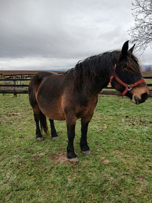 Iapa de vanzare de 7 ani