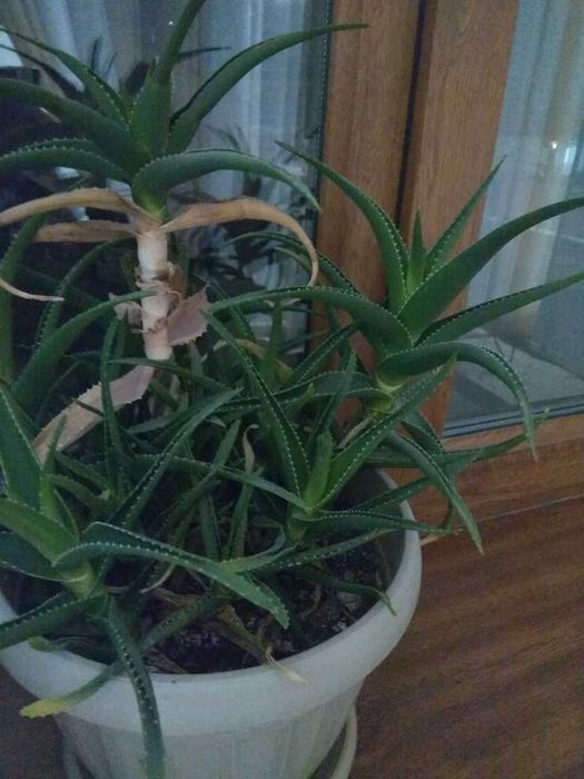 Продам кактус и алоэ