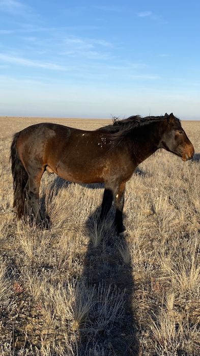 Мұғалжар айғырға обмен