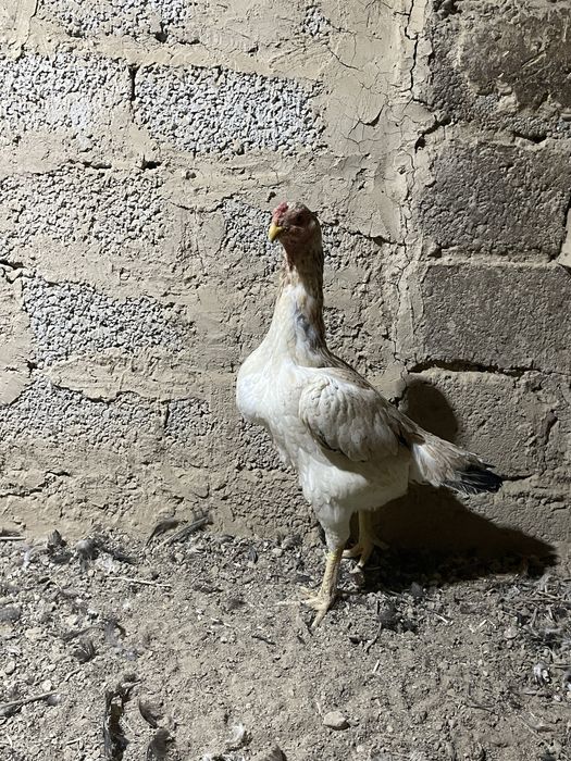 Dakan tovuq dakan дакан