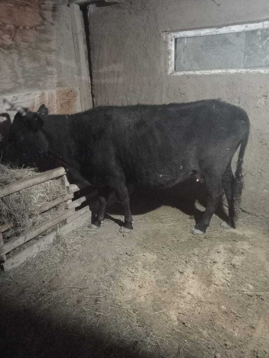 Сиыр сатылады 450000тг жақсы күйде