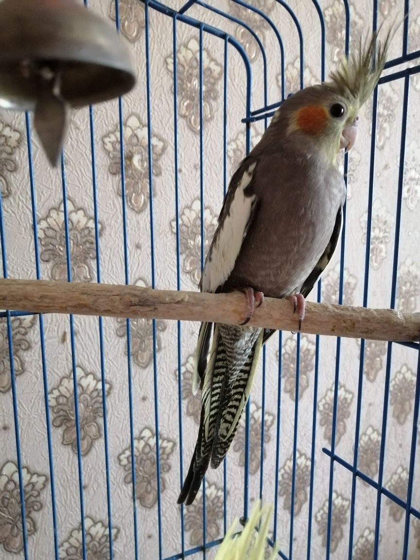 Продам  молодых ручных попугайчиков нимфа кореллы  1 месяц