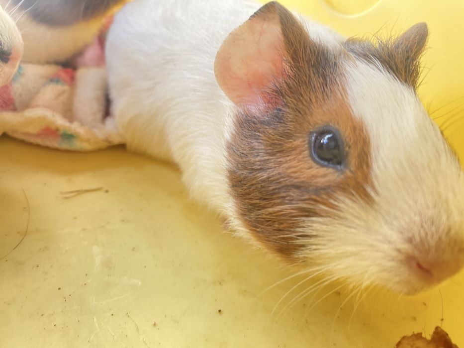 porcusori de guineea!!