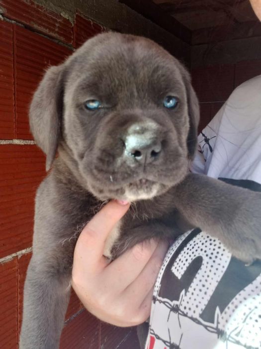 Кане корсо свободни бебета