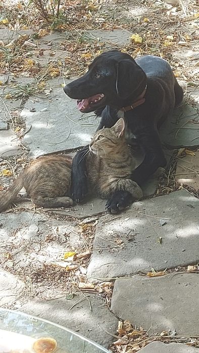 Donez pisicuță 5 luni