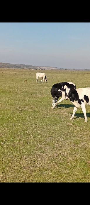 Vând Viței tăurași și vitele Bragadiru Teleorman