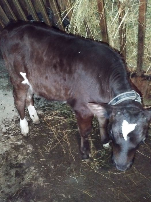 Vițel de opt săptămâni de vînzare!