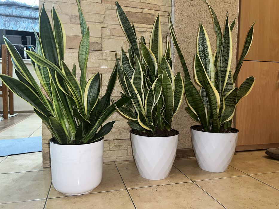 Щучий хвост продам