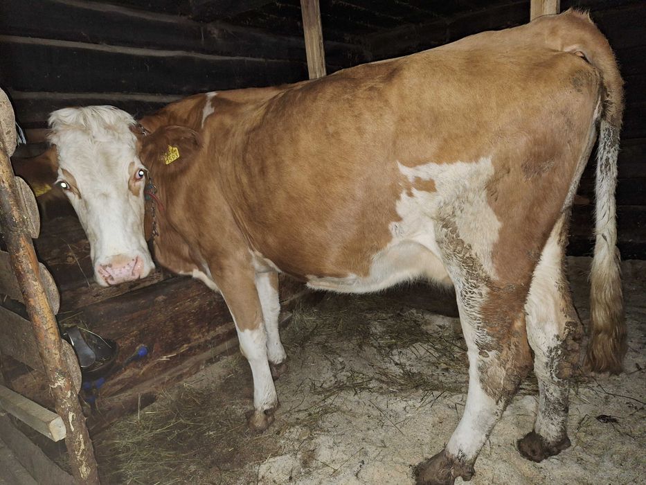 Vaca B.R. de vânzare