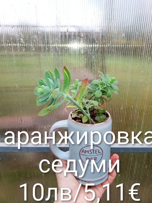 Аранжировки цветя за двора и стайни . Цени на снимките