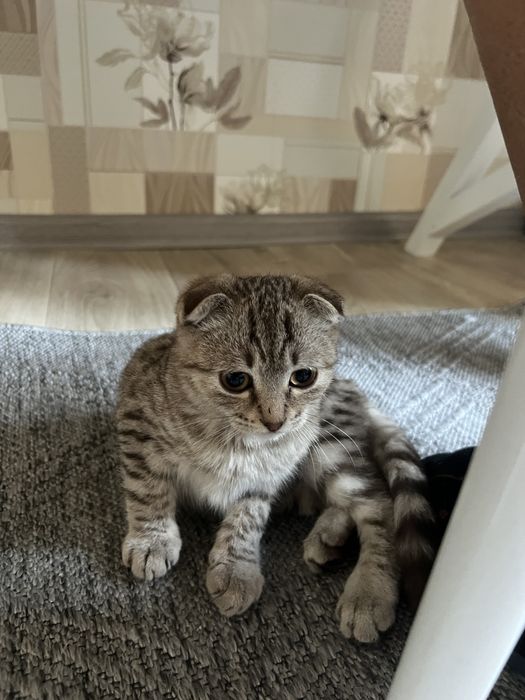 Породистый котик