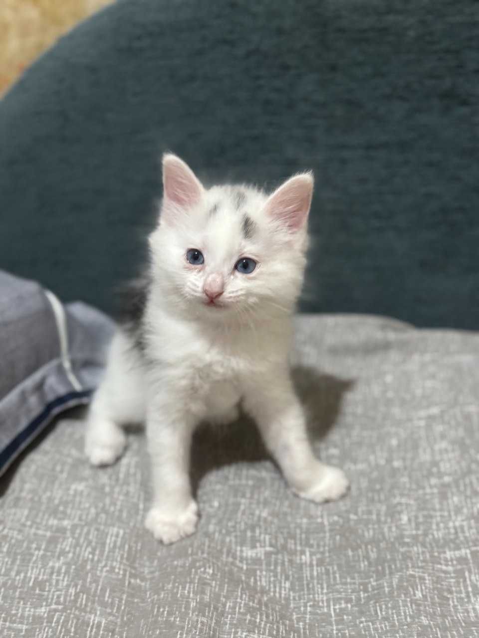Продам игривых котят