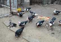 Rate lesesti mute