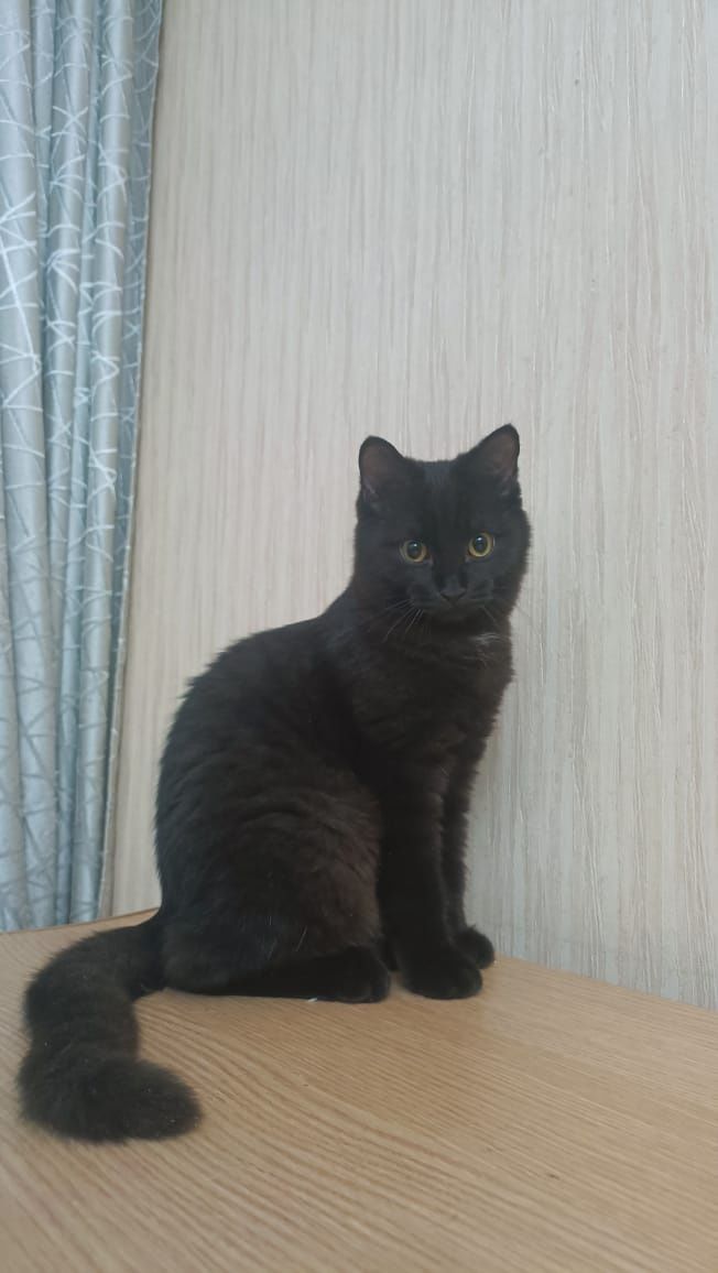 Шикарный котик в поиске семьи