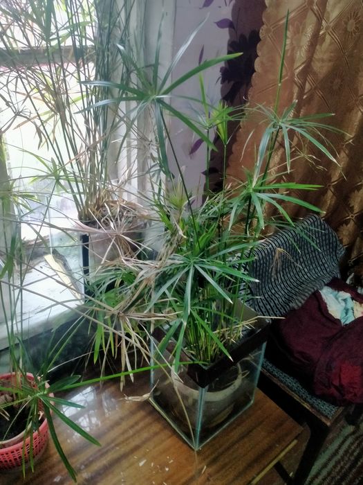 Циперус.  Комнатное растение.