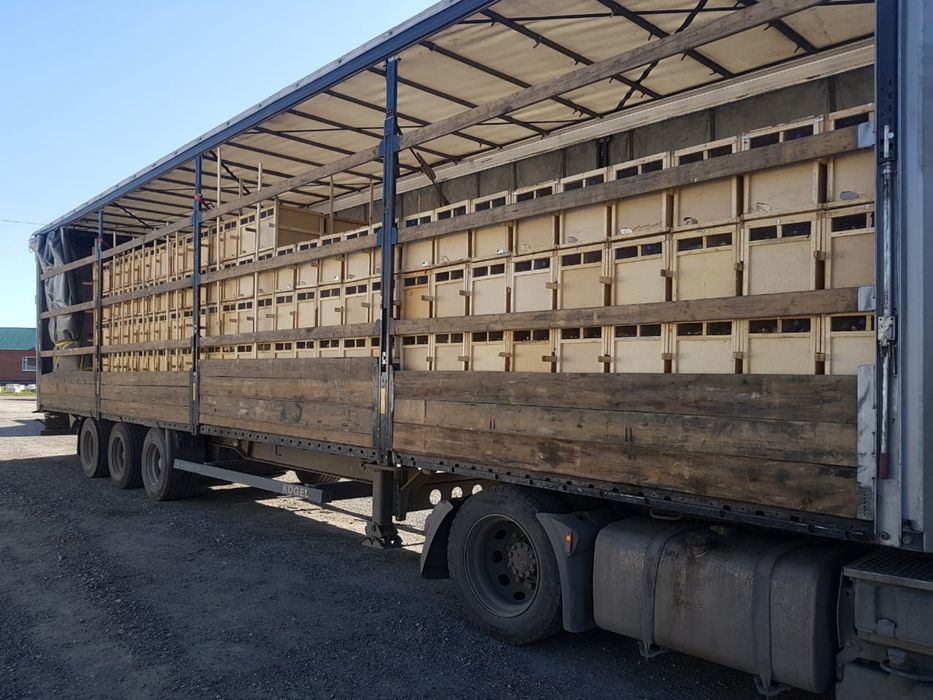 Пчелопакеты пчелы