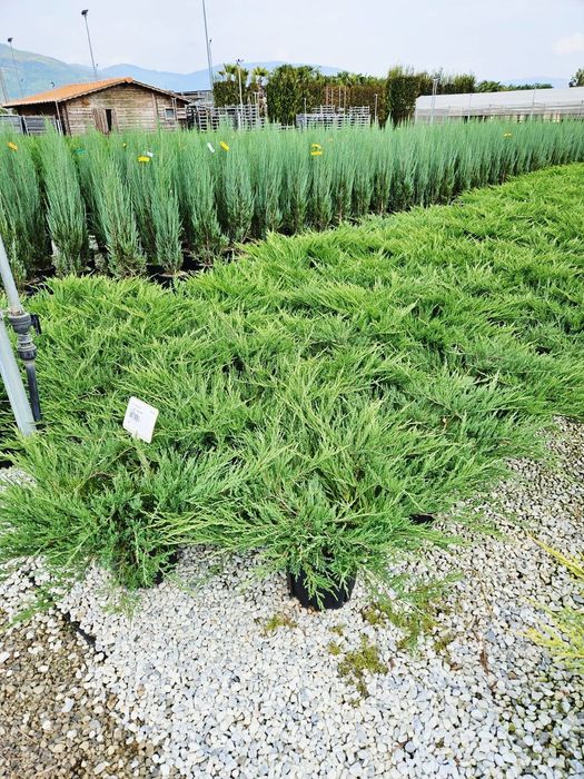 Vând ienupăr târâtor de dimensiuni diferite