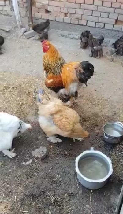 Vând păsări Brahma în Arad