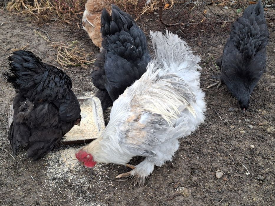 Vind gaini și cocoși brahma