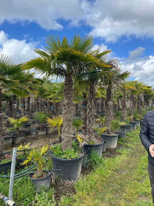 Palmierii trachicarpus Fortunei