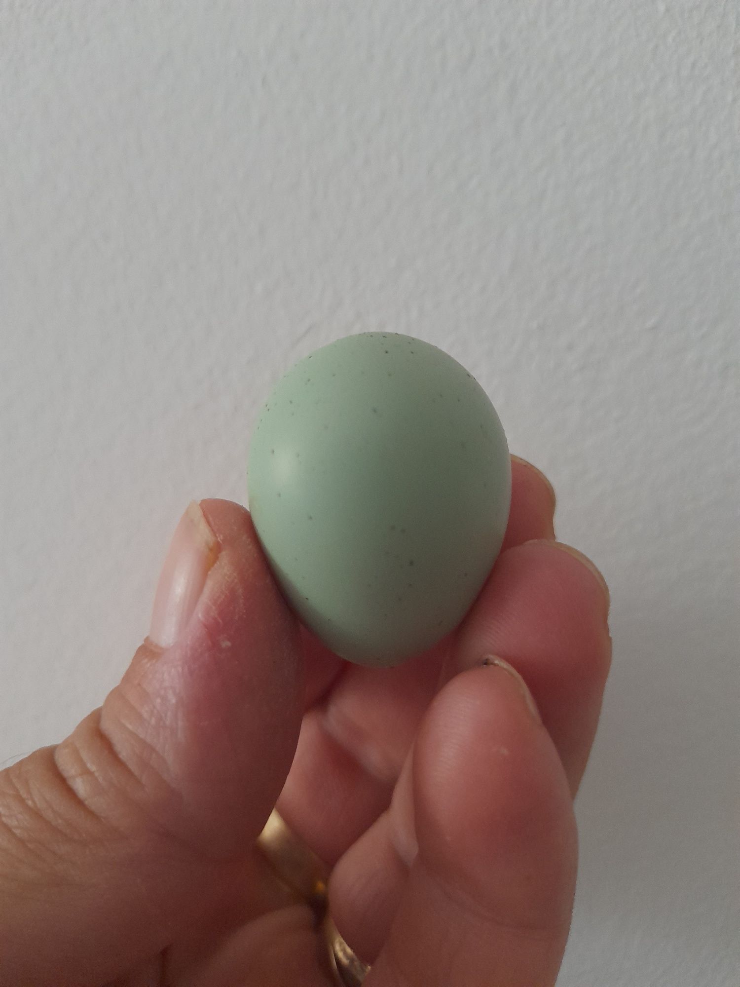 Oua prepelita Celadon pentru incubat
