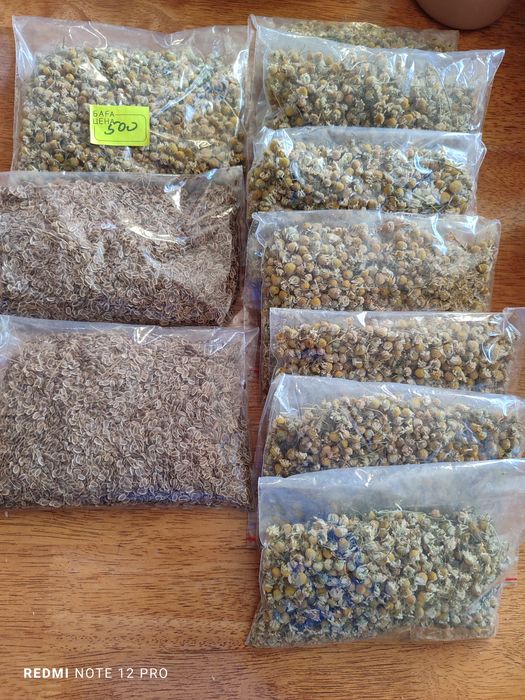 Ромашка аптечная. Сбор 2025 г