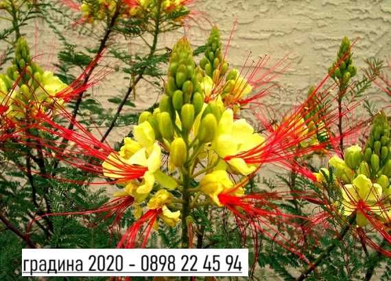 Цезалпиния - Растения