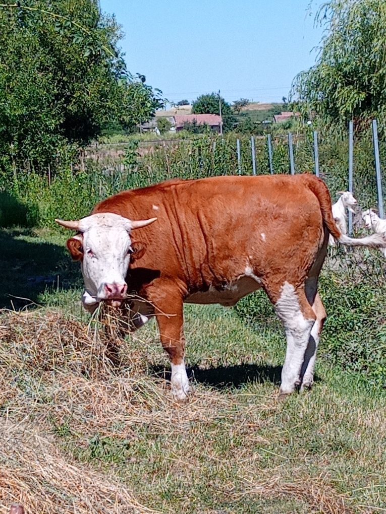 Vând vitea balțată