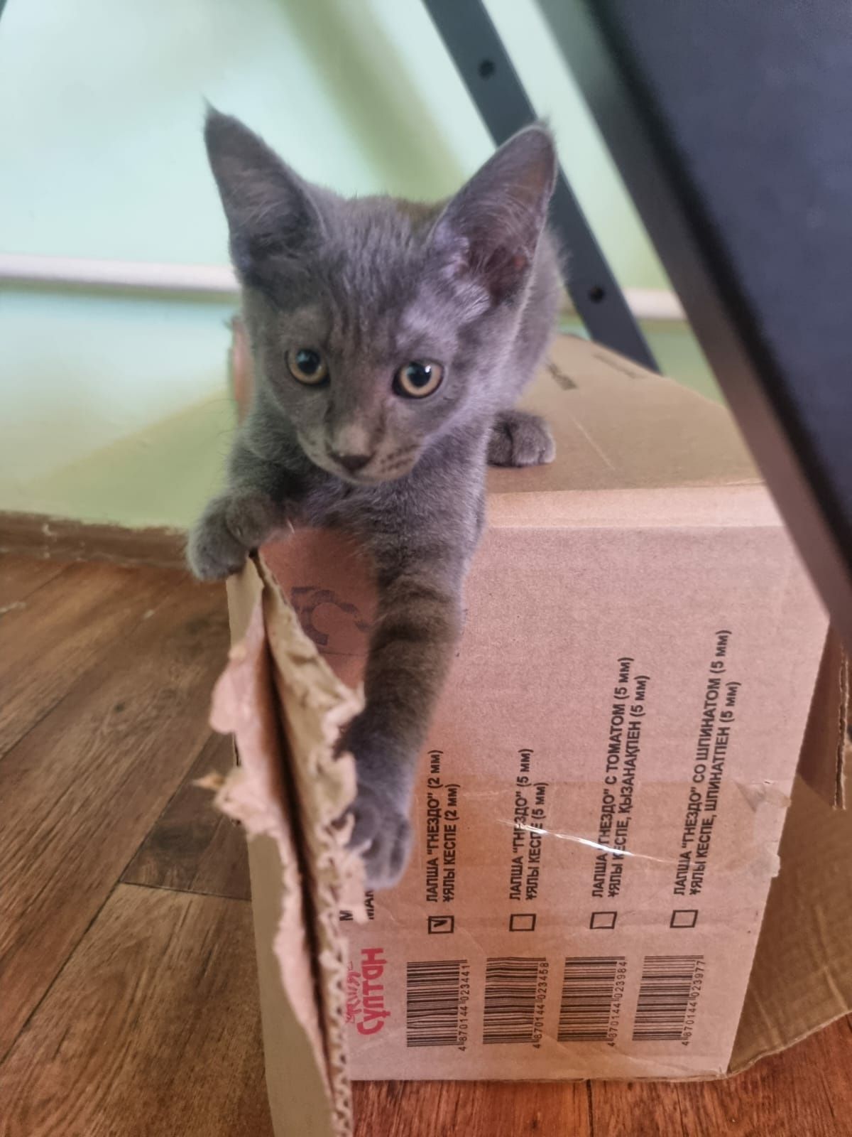 Котята отдам даром