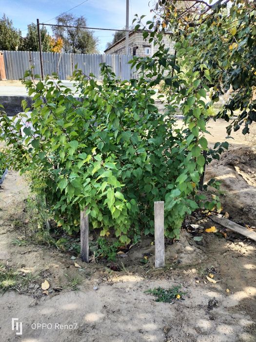 Өрік ағашының көшеті сатылады