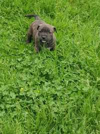 Cateluse amstaff